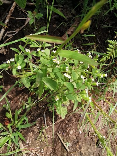Galeana pratensis, photographed by Juan Carlos Pérez Magaña