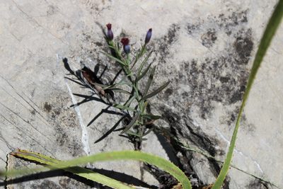 Porophyllum linaria, photographed by Francisco Martínez González