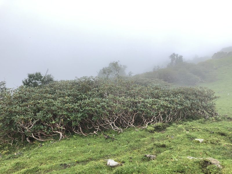 Rhododendron campanulatum, photographed by Dee Shea Himes