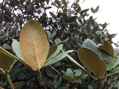 Rhododendron campanulatum, photographed by Dee Shea Himes