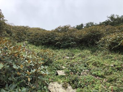 Rhododendron campanulatum, photographed by Dee Shea Himes
