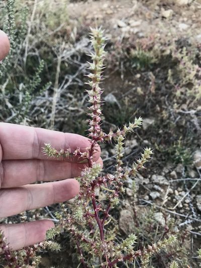 Salsola paulsenii, photographed by Northcut