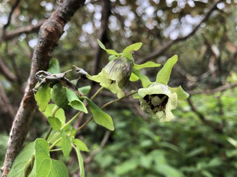 Codonopsis rotundifolia, photographed by Dee Shea Himes