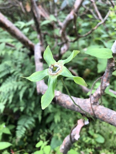 Codonopsis rotundifolia, photographed by Dee Shea Himes