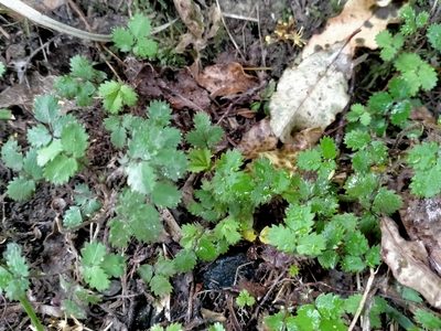 Acaena juvenca, photographed by John Barkla