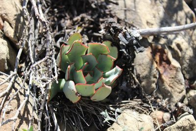 Echeveria strictiflora, photographed by Francisco Martínez González