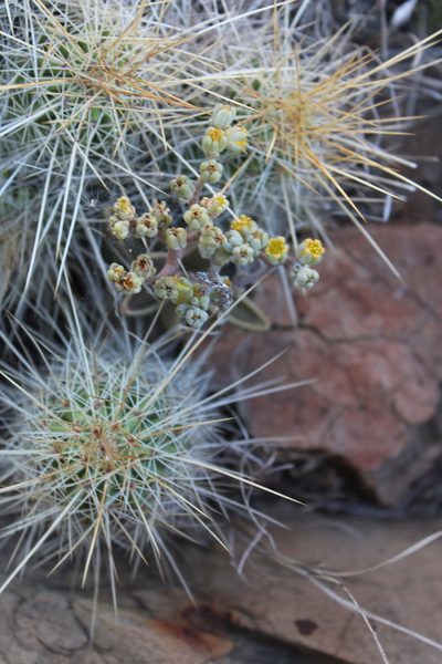 Lenophyllum guttatum, photographed by Francisco Martínez González