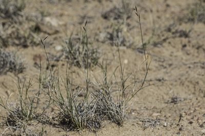 Bouteloua eriopoda, photographed by Craig Martin