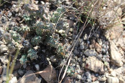 Grusonia schottii, photographed by Francisco Martínez González