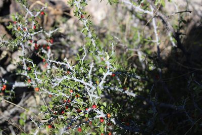 Schaefferia cuneifolia, photographed by Francisco Martínez González