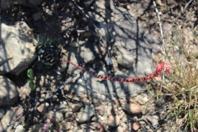 Echeveria strictiflora, photographed by Francisco Martínez González