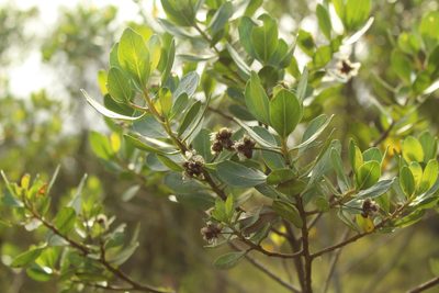 Baccharis macrantha, photographed by Andrés Ramírez-Barrera
