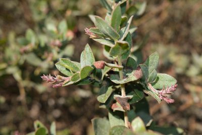 Arctostaphylos pajaroensis, photographed by paulexcoff