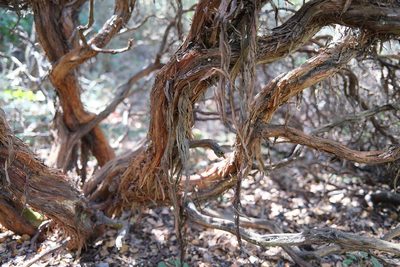 Arctostaphylos pajaroensis, photographed by paulexcoff