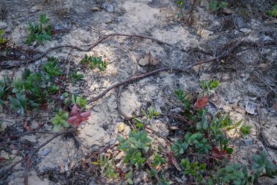 Arctostaphylos pajaroensis, photographed by paulexcoff