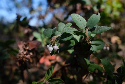 Arctostaphylos pajaroensis, photographed by paulexcoff