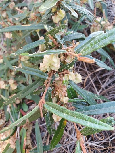 Lasiopetalum ferrugineum, photographed by ronavery