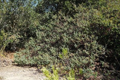 Arctostaphylos pajaroensis, photographed by paulexcoff