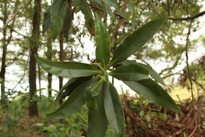 Escallonia pendula, photographed by Andrés Ramírez-Barrera