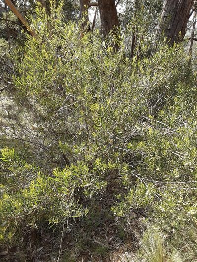 Acacia stricta, photographed by graeme lunt