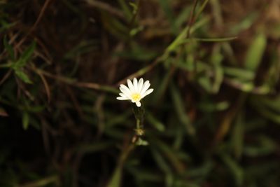 Noticastrum marginatum, photographed by Andrés Ramírez-Barrera