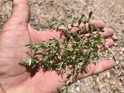 Atriplex elegans, photographed by CK2AZ