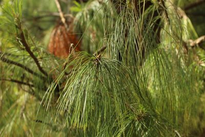Pinus patula, photographed by Andrés Ramírez-Barrera