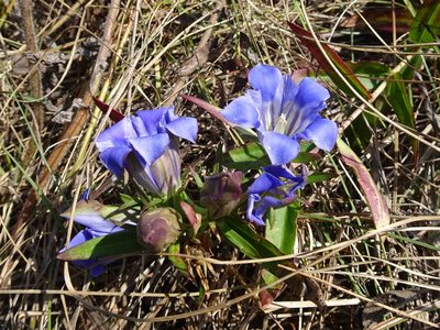 Gentiana puberulenta, photographed by Thomas Koffel