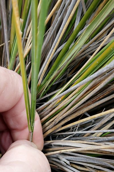 Chionochloa macra, photographed by Duncan Cunningham