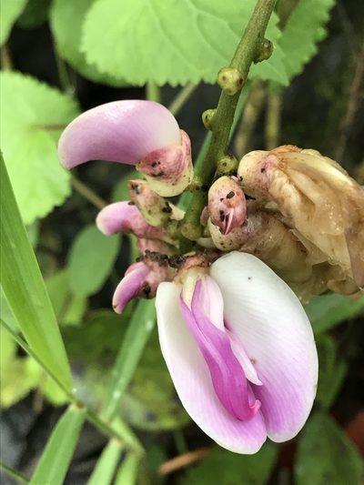 Canavalia septentrionalis, photographed by Adriana Nelly Correa Sandoval