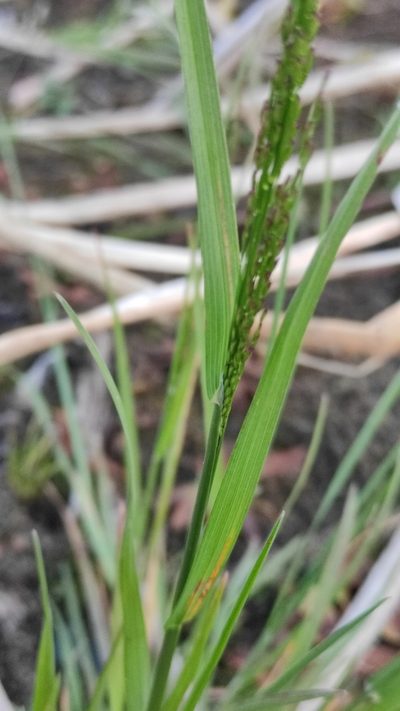 Arctopoa subfastigiata, photographed by Юлия