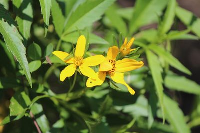 Electranthera mutica, photographed by José Belem Hernández Díaz