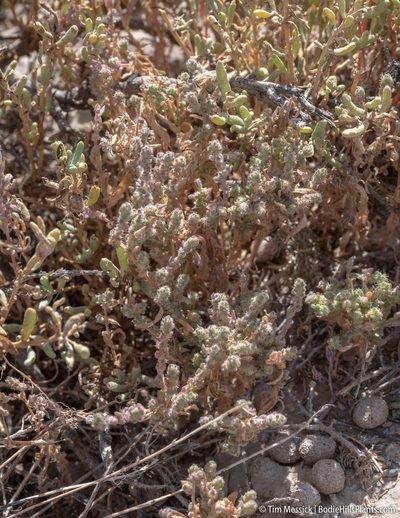 Bassia hyssopifolia, photographed by Tim Messick
