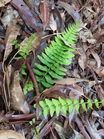 Blechnum australe, photographed by linkie
