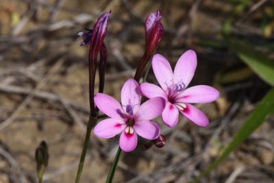 Freesia verrucosa, photographed by Andrew Gillespie