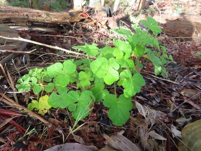 Pelargonium vitifolium, photographed by linkie