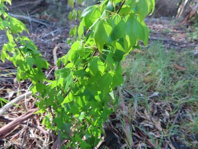 Acer buergerianum, photographed by linkie