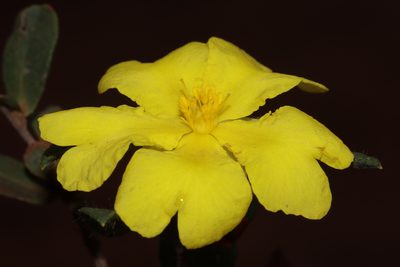 Hibbertia semipilosa, photographed by T. Hammer