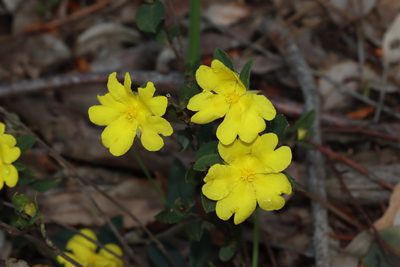 Hibbertia semipilosa, photographed by T. Hammer