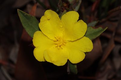 Hibbertia semipilosa, photographed by T. Hammer