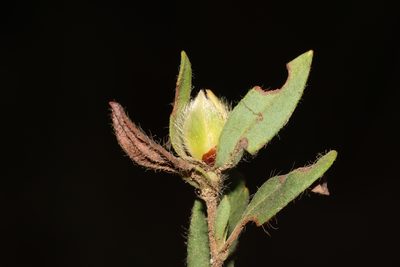 Hibbertia semipilosa, photographed by T. Hammer
