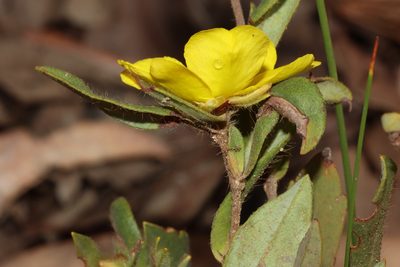 Hibbertia semipilosa, photographed by T. Hammer
