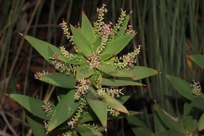 Leucopogon verticillatus, photographed by T. Hammer