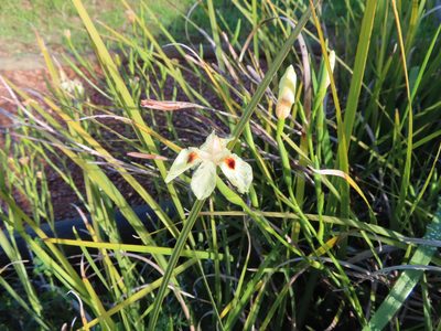 Dietes bicolor, photographed by linkie