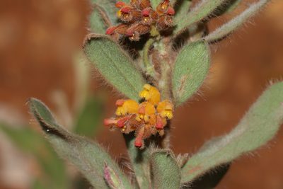 Grevillea centristigma, photographed by T. Hammer