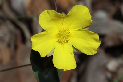 Hibbertia cunninghamii, photographed by T. Hammer
