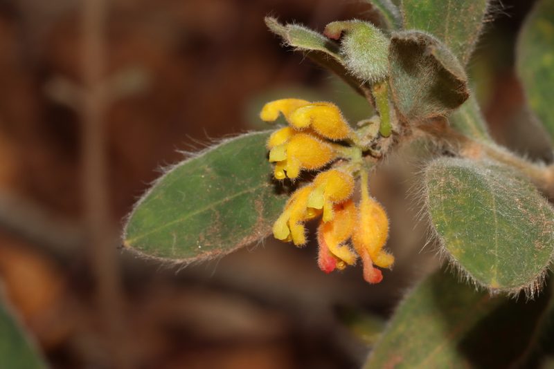Grevillea centristigma, photographed by T. Hammer