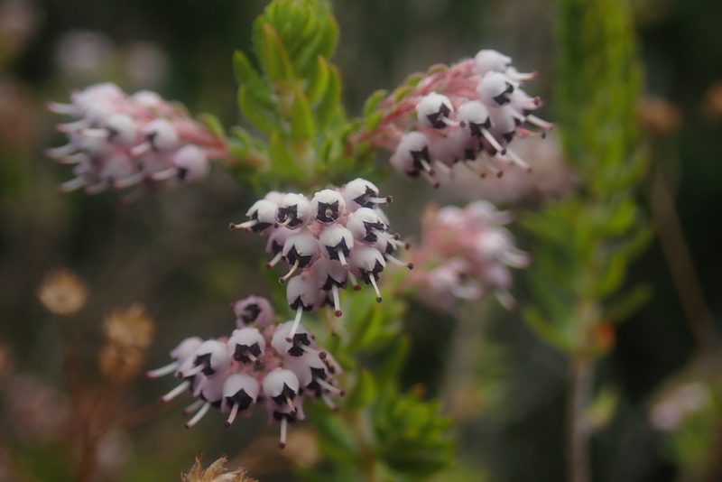 Erica revoluta, photographed by Jimmy Whatmore