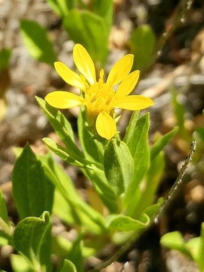 Columbiadoria hallii, photographed by Casey H. Richart