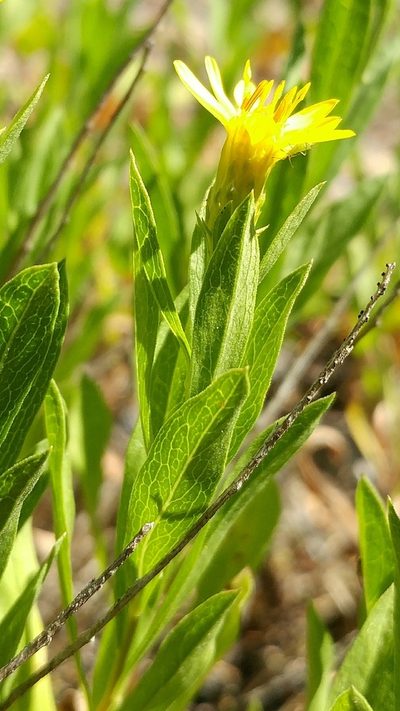 Columbiadoria hallii, photographed by Casey H. Richart
